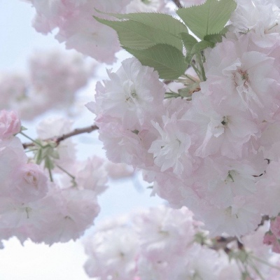 兽设萌系风格设计FurryQQ群